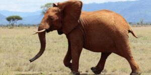 Tsavo West