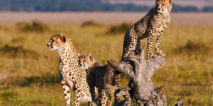 Masai Mara