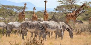 Samburu