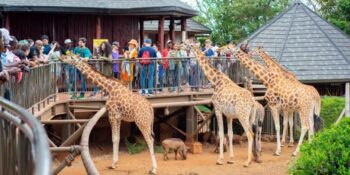1 Day Nairobi National Park & City Tour