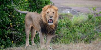 5 Days Taste of Kenya Safari 1