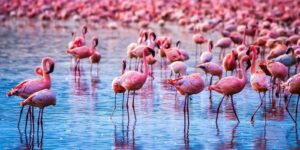 Lake Nakuru Flamingos