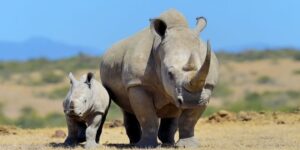 Ol Pejeta