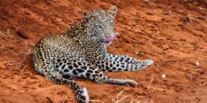 Tsavo East