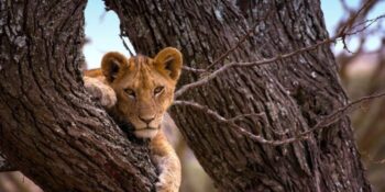 9 Days Spirit of Tanzania Safari