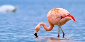 Lake Manyara