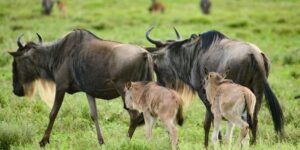 Ngorongoro